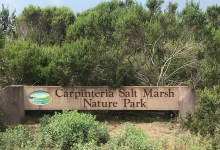 Carpinteria Salt Marsh Herb Walk with Lanny Kaufer