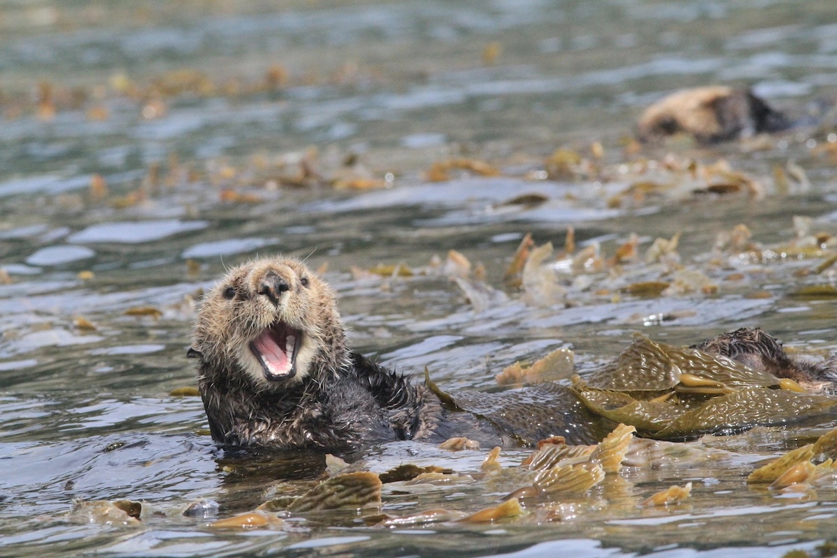 California Sea Otters Get Reprieve - The Santa Barbara Independent