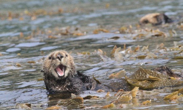 California Sea Otters Get Reprieve