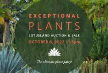 Lotusland Auction & Sale: Exceptional Plants