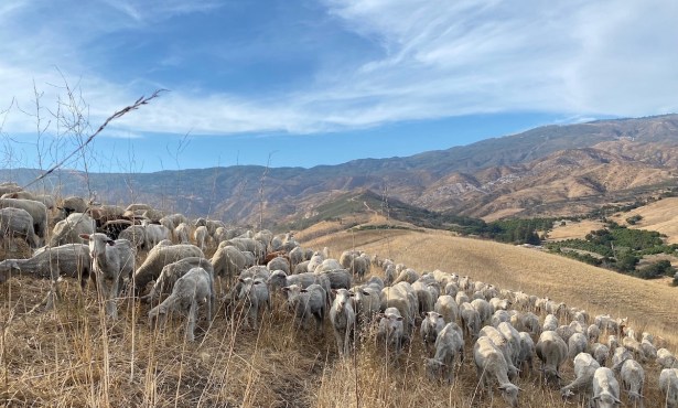 900 Sheep Graze Tepusquet Canyon to Prevent Wildfire