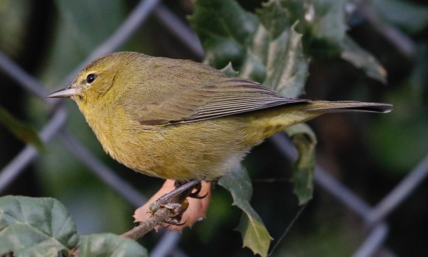Santa Barbara Birding | Pishing for Fall Warblers