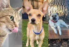 Pacifica, Luca, and Hazel