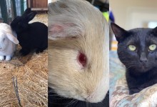 Lief, Irika, Emilio, and Marley