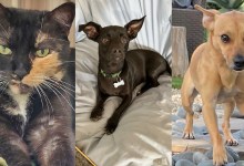 Dutchess, Ferdi, and Buster