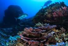 Marc and Lynne Benioff Give $60 Million to UC Santa Barbara in Support of Ocean Research