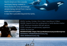Introduction to The Whale Sanctuary Project on the Condor Express