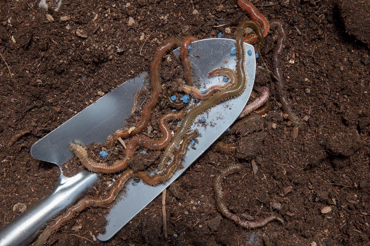 Can Earthworms Solve the Water Scarcity Problem? - The Santa