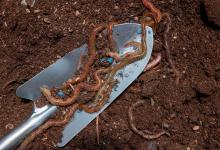 Can Earthworms Solve the Water Scarcity Problem?