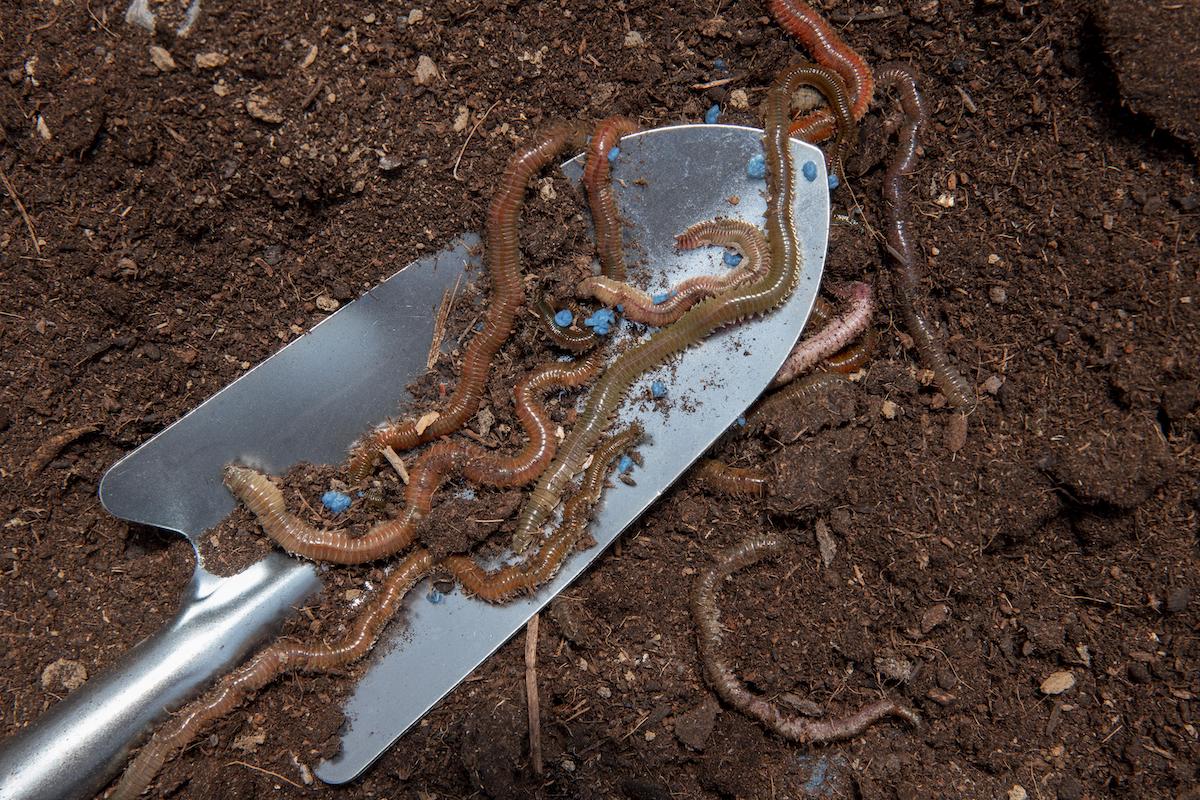 Can Earthworms Solve the Water Scarcity Problem? The Santa Barbara