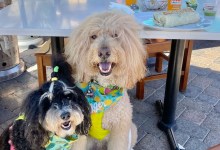 Dogs Like Burritos Too