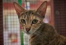 Anchovy, Holly, and Tankerbell