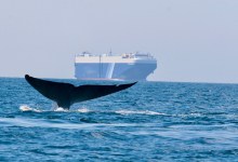 Environmental Defense Center Applauds Federal Protections on Whales