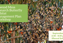 Join Us Tonight for the Ellwood Mesa Monarch Butterfly Habitat Management Plan Workshop