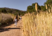 Open Weekend at Arroyo Hondo Preserve