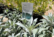 Botanic Garden’s Fall Planting Season Kickoff