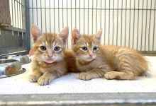Special Delivery: Santa Barbara Humane Receives a Feline Surprise