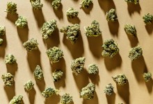 Pairing Santa Barbara Bud with Beer