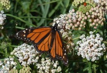 TALK: Attracting Pollinators with a Native Garden
