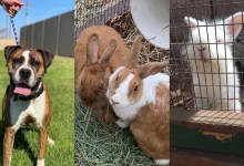 Sky, Shimmer, Shine, and Kenya