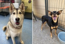 Dogs, Cats, Guinea Pigs All Need a Home