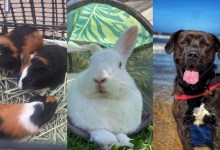 Ben, Carter, Cinnabun, Olwen, and Niner