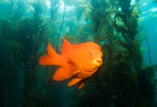 Chance Encounter on Beach Leads to $3 Million for Santa Barbara Coastal Research