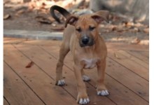 Minky, Luke, and Tarzan