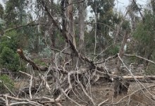 City of Goleta Receives $1.7 Million CAL FIRE Grant to Help Protect Ellwood Mesa Neighborhoods from Wildfire