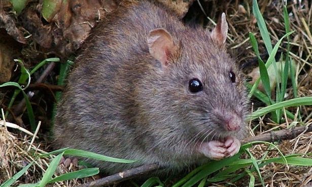 Santa Barbara Debates Rat Problem