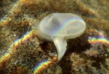 Tiny Clam Re-emerges at Naples Shoreline in Santa Barbara County