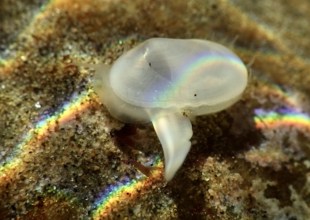 Tiny Clam Re-emerges at Naples Shoreline in Santa Barbara County