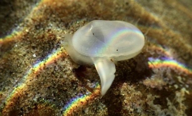 Tiny Clam Re-emerges at Naples Shoreline in Santa Barbara County