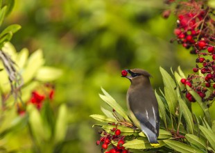Thank the Land on Which We Build