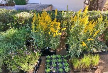 Botanic Garden Nursery Offers Expanded Selection and Debuts Online Shopping for Native Plants