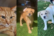 Buttercup, Effie, and Magnus