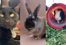 Mikey, Lulu, and Edward