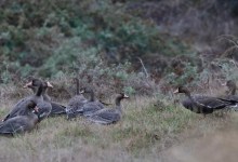 Santa Barbara Birding | Gaggles of Geese
