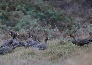 Santa Barbara Birding | Gaggles of Geese
