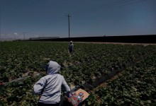 Santa Barbara County to Seek State Grant for $1M Farmworker Resource Center