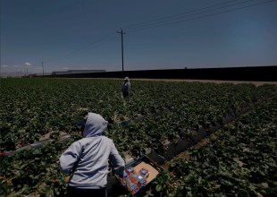 Santa Barbara County to Seek State Grant for $1M Farmworker Resource Center