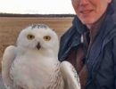 Virtual Program: Scott Weidensaul, “Owls, Soul of the Night”