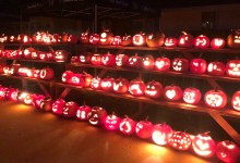 Pumpkins, Pups, and More!