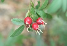 Open Weekend at Arroyo Hondo