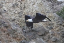 The Channel Islands’ Bald Eagle Brothers