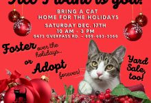 Final Adoption Event of 2022 at ASAP Cats