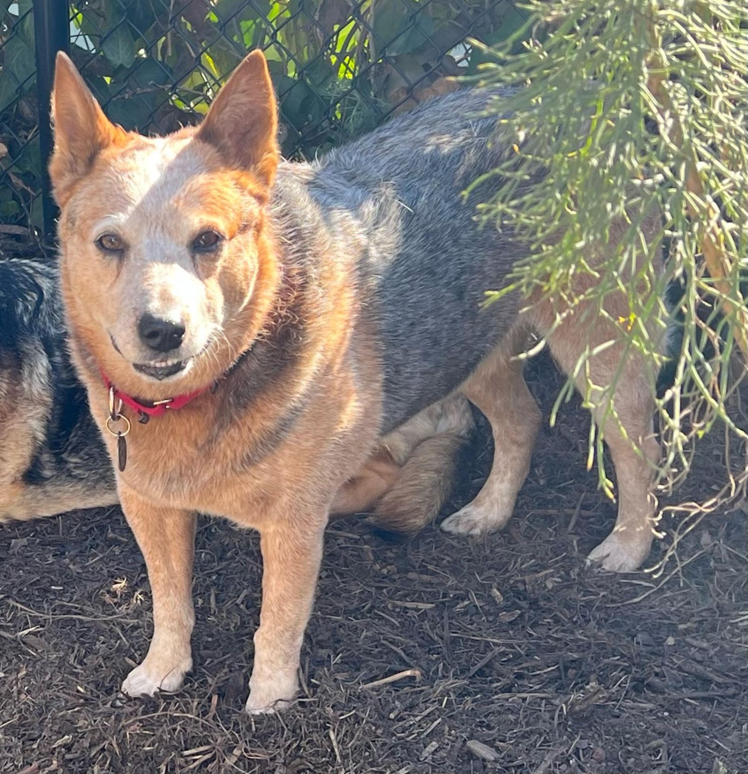 Save a Life at the Animal Shelters The Santa Barbara Independent