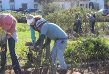Lend Your Shears on Rose Pruning Day at the Mission Rose Garden