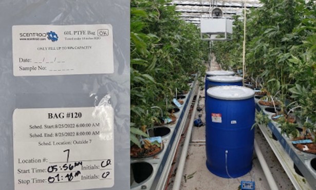 Get a Whiff of This: How Some Carpinterians Learned to Sniff Pot for Science
