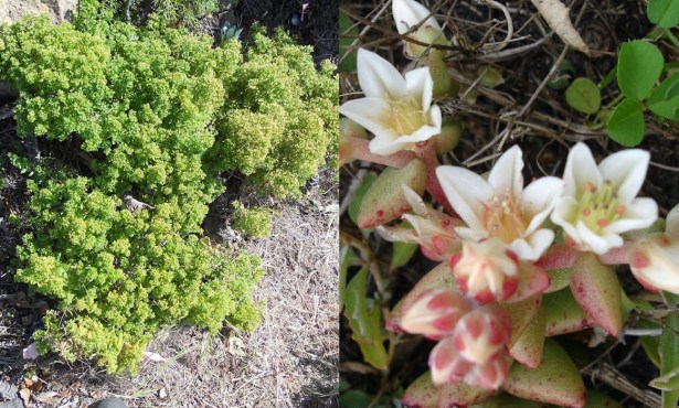 Two Rare Channel Islands Plants Snatched from the Snouts of Defeat